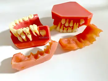 2 елемента Стоматологичен Образователна Модел Детски Първичните Постоянни Зъби Алтернативна Модел на Млечни Зъби Подмяна на Зъбите 9-12 години