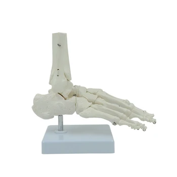Модел на Крака и Глезена В Естествена Анатомическая Модел на Крака Костите на Скелета с Дисплей за Офис с Лекар, Медицинска Школа